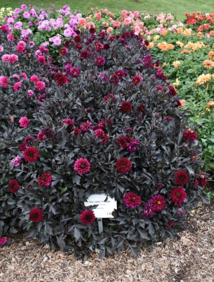 Dahlia %E2%80%98City Lights Purple Selecta One Colorado State University