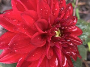 Dahlia Virtuoso Classy Carmine University of Tennessee 1