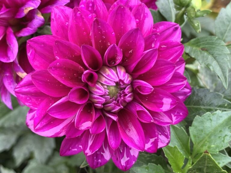 Dahlia Virtuoso Vibrant Violet University of Tennessee 1