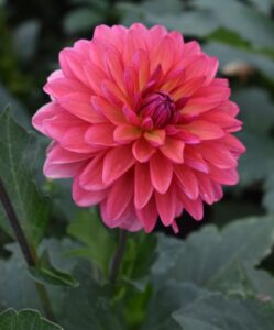 Dahlia ‘Karma Caroline Syngenta Flowers Colorado State University