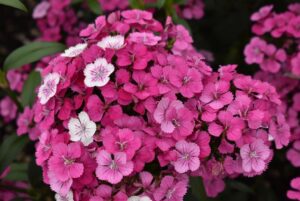 Dianthus %E2%80%98Jolt Pink Magic PanAmerican Seed Colorado State University