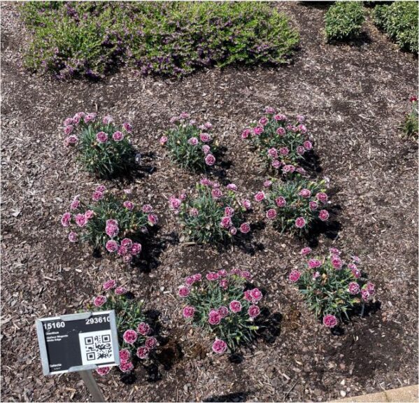 Dianthus Diadur Selecta Metrolina Greenhouses 2024