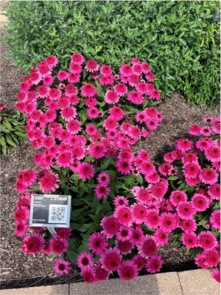 Echinacea Double Scoop Watermelon DeluxeDarwin Perennials Metrolina Greenhouses 2024