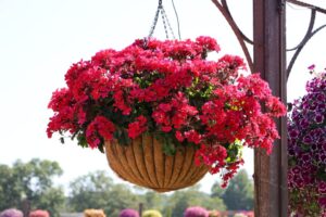 Geranium Caldera Hot Pink Youngs Plant Farm 2024