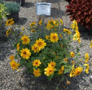 Helianthis Sunfinity Double Yellow Syngenta Flowers Plantpeddler 2024