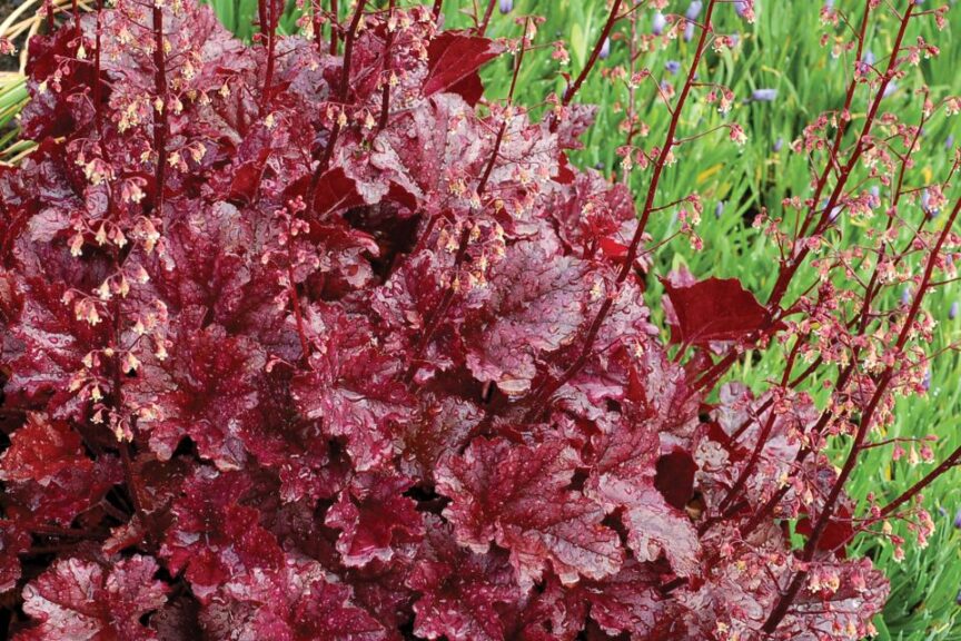 Heuchera Berry Marmalade