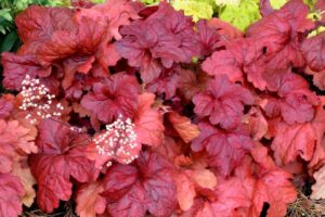 Heuchera Fire Alarm