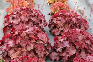 Heuchera NORTHERN EXPOSURE Red