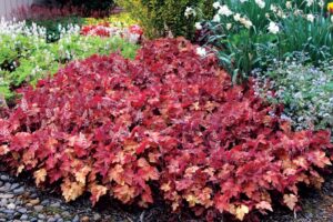 Heucherella Redstone Falls