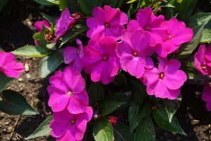 Impatiens Sunpatiens%C2%AE Vigorous Purple University of Minnesota 2024