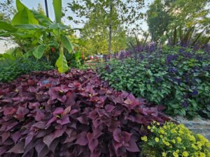 Ipomoea Sweet Caroline Sweetheart Mahogany