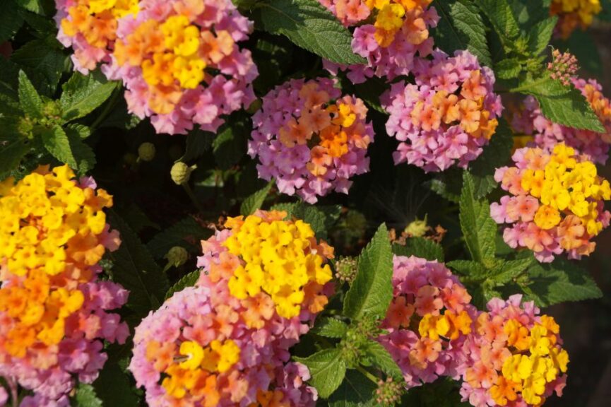 Lantana 'Shamrock Rose Gold' (Ball FloraPlant)