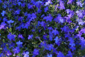 Lobelia Heatopia%E2%84%A2 Dark Blue University of Minnesota 2024