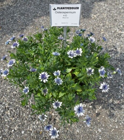 Osteospermum 4 D Blue Ice – Selecta One Plantpeddler 2024