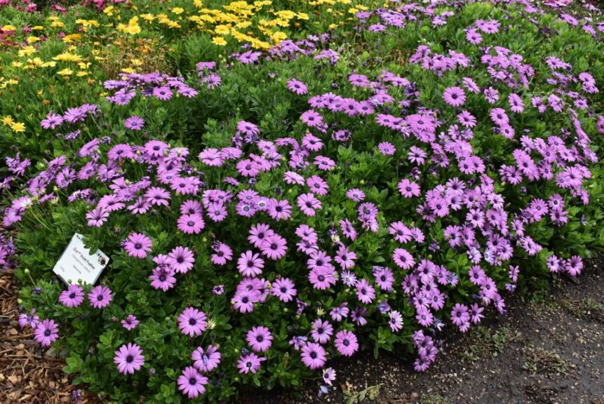 Osteospermum ecklonis Zion Violet Feather Selecta One Colorado State University