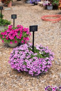 Petunia Capella Fuchsia Diamond week34 Mast Young Plants 2024 Trials