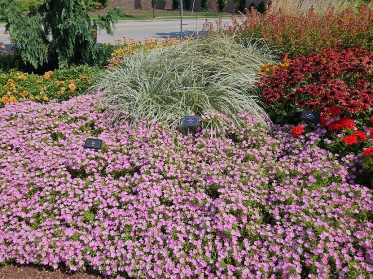 Petunia Itsy Pink