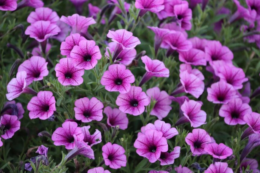 Petunia Mini Vista Plum Veined Proven Winners Colorado State University