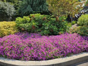 Petunia Supertunia Mini Vista Plum Veined