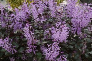 Plectranthus Velvet Elvis