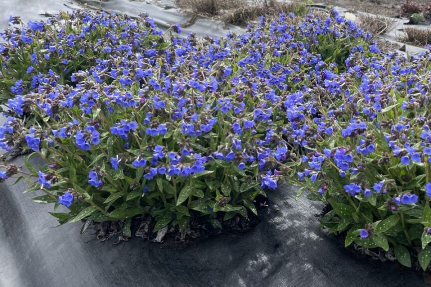 Pulmonaria NOVA Cobalt