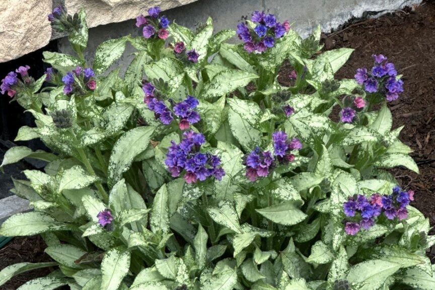 Pulmonaria Silver Scimitar