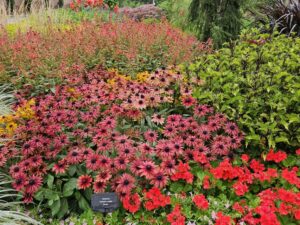 Rudbeckia Sunbeckia Graffiti Caramel & Scarlet Cincinnati Zoo and Botanical Gardens 2024