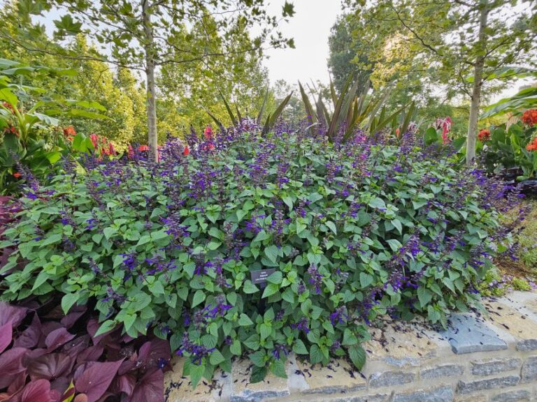 Salvia Salgoon Lake Onega Imp