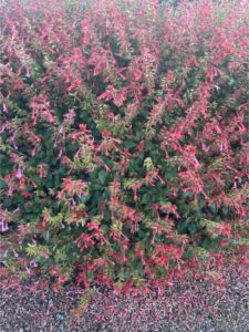 Salvia Skyscraper Orange Selecta Metrolina Greenhouses 2024