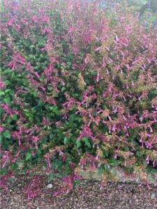 Salvia Skyscraper Pink Selecta Metrolina Greenhouses 2024