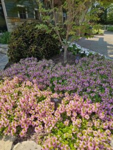 Scaevola Whirlwind Pink