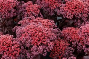 Sedum Dark Magic