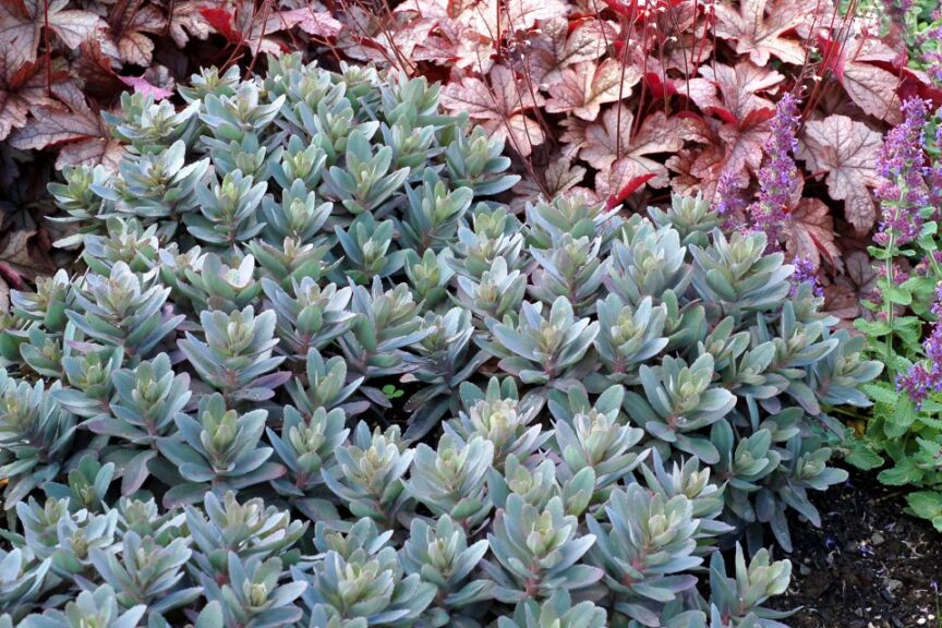 Sedum Marina