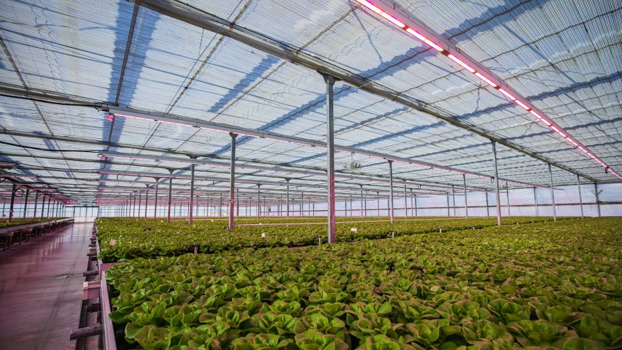 New Advancements in Greenhouse Lighting Mean Increased Flexibility