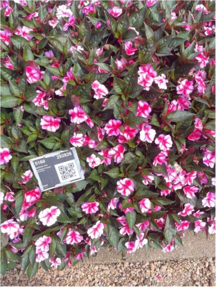 SunPatiens Compact Red CandySakata Metrolina Greenhouses 2024