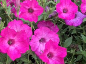 Supertunia Tiara Pink University of Tennessee 1