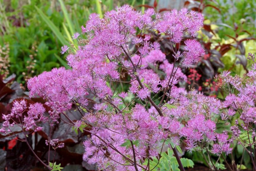 Thalictrum Black Stockings