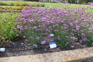 Verbena Vanity North Dakota State University