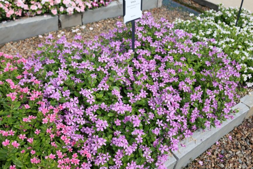 Vinca Soiree Double Orchid Improved Youngs Plant Farm 2024