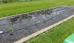 Zinnias in standing water June 28 2024 North Dakota State University