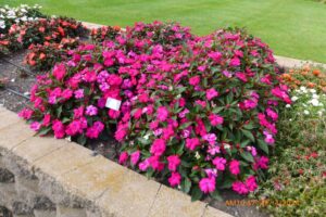 impatiens solarscape magenta bliss North Dakota State University