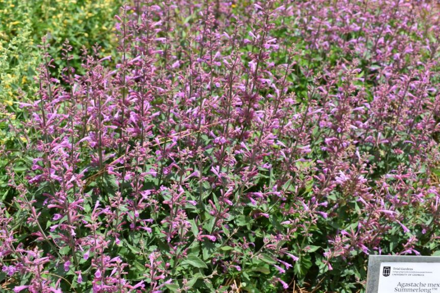 Agastache mexicana Summerlong%E2%84%A2 Lilac Darwin Perennials U of Georgia