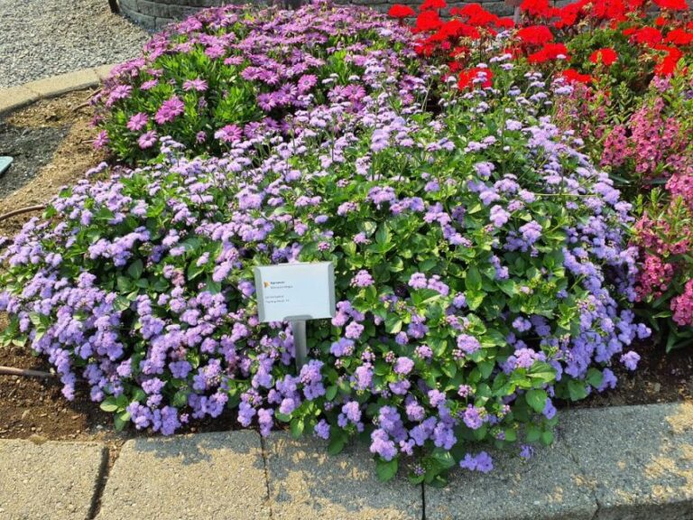 Ageratum %E2%80%98Monarch Magic Ball FloraPlant Smith Gardens