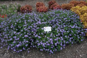 Ageratum %E2%80%98Monarch Magic Ohio State