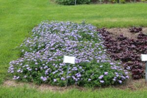 Ageratum MonarchMagic BallFloraPlant 1 Wisconsin