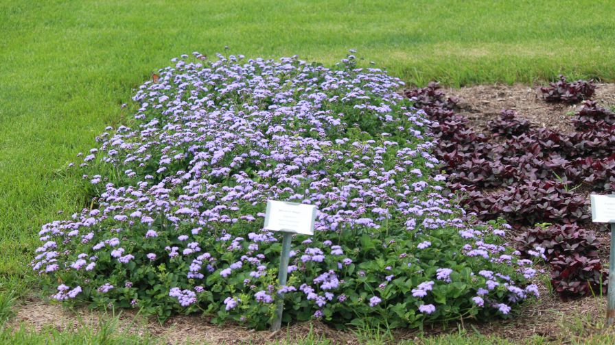 Ageratum MonarchMagic BallFloraPlant 1 Wisconsin Feature