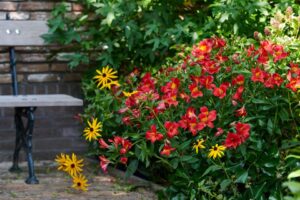 Alstroemeria Summer Paradise Summer Heat slideshow