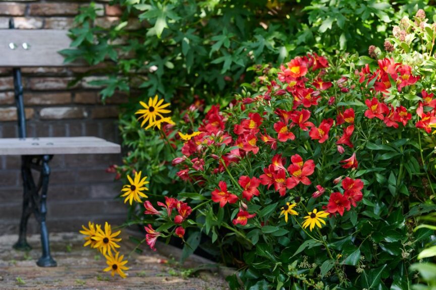 Alstroemeria Summer Paradise Summer Heat slideshow