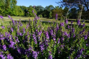 Angelonia Guardian Angel%E2%84%A2 Blue Ohio State