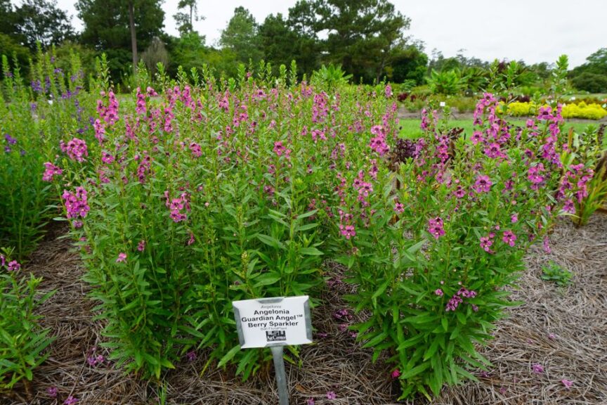 Angelonia Guardian Angel Berry Sparkler Louisiana State